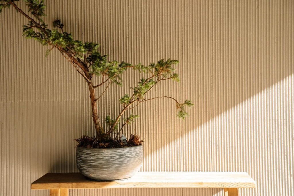 Bonsái japonés iluminado por luz natural en interior
