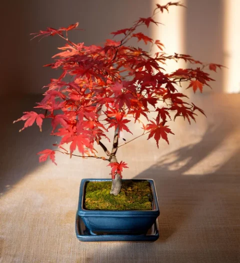 arce-bonsai-rojo
