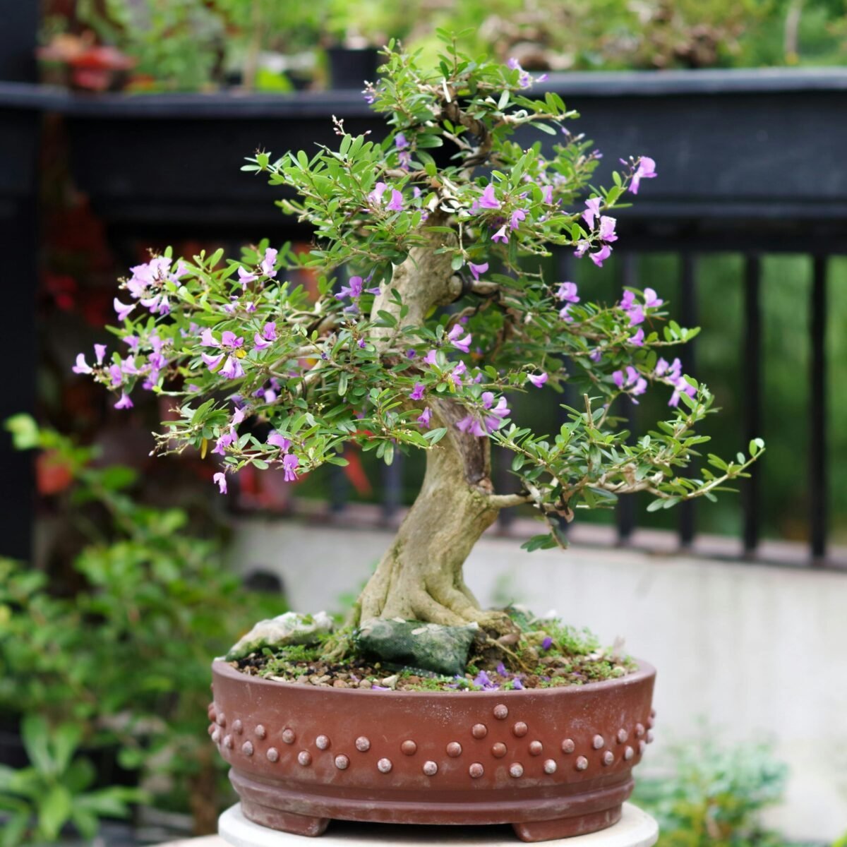Bonsái japonés con flores moradas en maceta artesanal