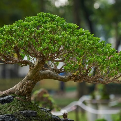 Bonsái japonés horizontal de copa verde sobre mesa