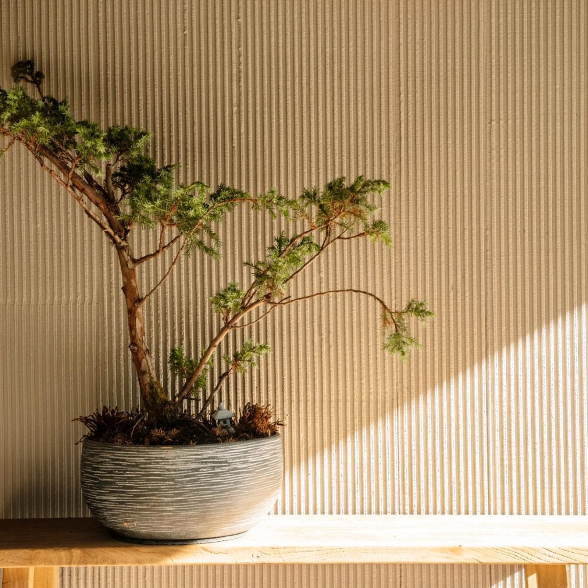 Bonsái japonés iluminado por luz natural en interior